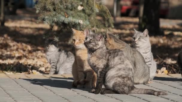 ホームレスの猫の多くは 自然の公共公園で一緒に座っています スローモーション 市内の公園で多色の猫の群れ 秋の晴れた日には野良猫の群れが歩いている — ストック動画