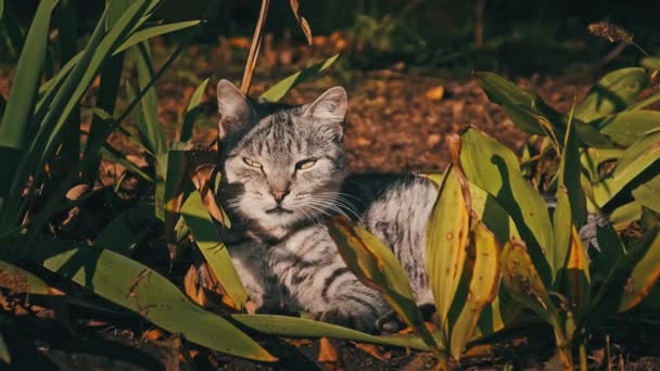 Бродячий Кіт Відпочиває Зелених Кущах Природі Парку Сірий Білий Безпритульний — стокове відео