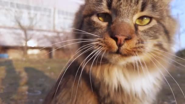 Gato Karatê Engraçado Bate Câmera Com Pata Rua Gato Sem — Vídeo de Stock