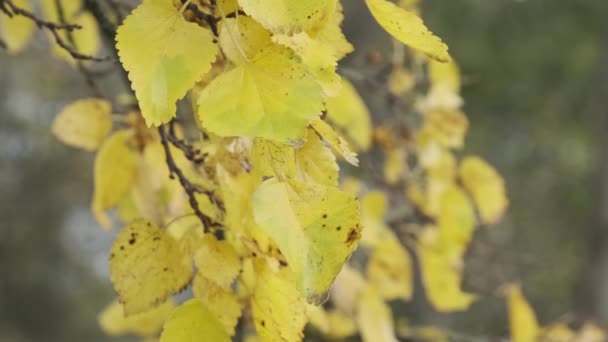 Yellow Foliage Tree Branch Cloudy Sky Autumn Park Background Leaves — Stock Video