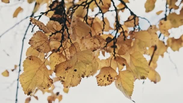 Follaje Amarillo Una Rama Árbol Contra Cielo Parque Otoño Antecedentes — Vídeos de Stock