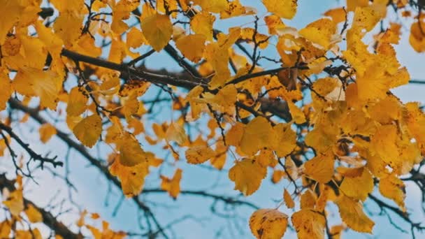 Folhagem Amarela Galho Árvore Contra Céu Parque Outono Antecedentes Folhagem — Vídeo de Stock