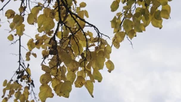 Fogliame Giallo Ramo Albero Contro Cielo Nuvoloso Parco Autunnale Sfondo — Video Stock