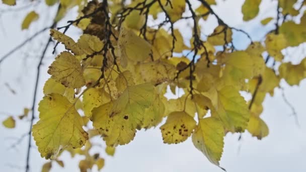 Folhagem Amarela Ramo Árvore Contra Céu Nublado Parque Outono Fundo — Vídeo de Stock