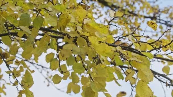 Gult Lövverk Trädgren Mot Molnig Himmel Höstpark Bakgrund Löv Närbild — Stockvideo