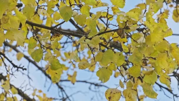 秋天的公园里 树枝上的黄叶在多云的天空中映衬着 叶的背景特写 秋天的颜色 树上的金黄色叶子 平静与安宁的概念 10月 — 图库视频影像