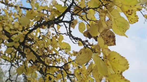 공원의 구름낀 하늘을 배경으로 나뭇가지에 나뭇잎들 클로즈업 나무에는 황금빛 과평온 — 비디오