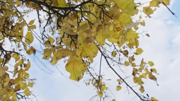 Κίτρινο Φύλλωμα Ένα Κλαδί Δέντρου Ενάντια Ένα Συννεφιασμένο Ουρανό Ένα — Αρχείο Βίντεο