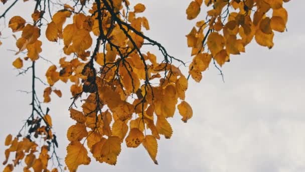 Żółte Liście Gałęzi Drzewa Niebo Jesiennym Parku Tło Liści Kołysze — Wideo stockowe