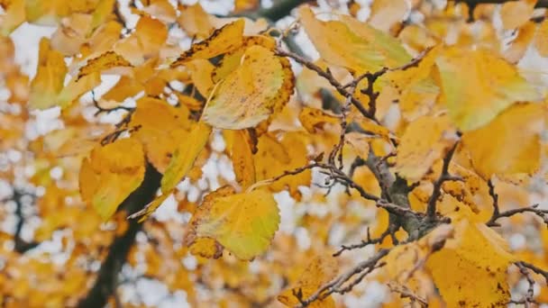 Sonbahar Parkında Gökyüzüne Karşı Bir Ağaç Dalında Sarı Yapraklar Yaprakların — Stok video