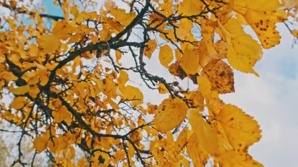 Gele Gebladerte Een Boom Aftakking Tegen Lucht Een Herfst Park — Stockvideo