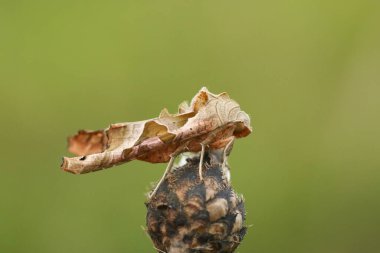 Bir Açı Gölgesi Güvesi, Phlogophora meticulosa, bir bitkinin tepesinde tüneme.