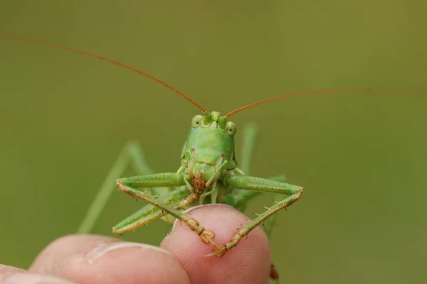 Raro Gran Grillo Verde Bush Tettigonia Viridissima Descansando Sobre Dedo —  Fotos de Stock