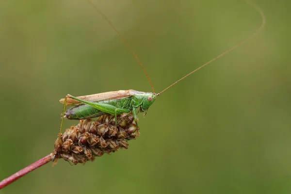 Long Winged Cone Head Cricket Conocephalus Fuscus Vilande Topp Växtextrakt — Stockfoto