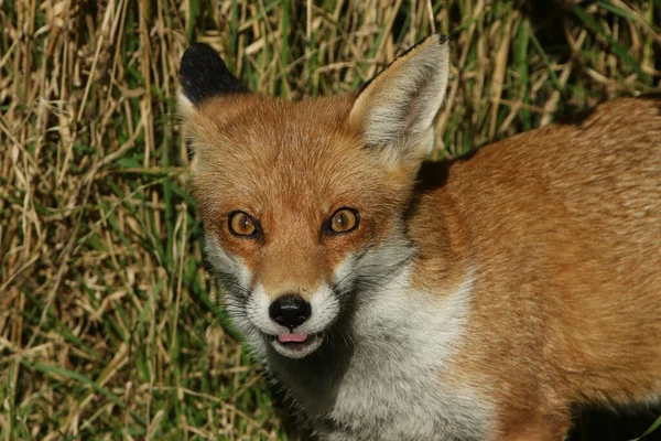 Tiro Cabeza Una Hermosa Caza Red Fox Vulpes Vulpes — Foto de Stock