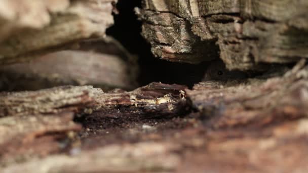 Eine Süße Wilde Bank Wühlmaus Myodes Glareolus Auf Nahrungssuche Einem — Stockvideo
