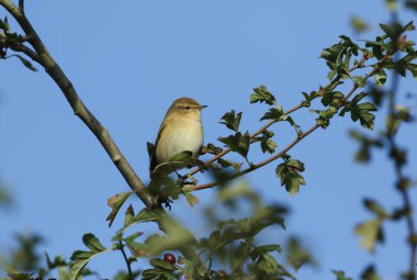 Güzel bir Chiffchaff, Phylloscopus collybita, bir ağacın dalına tünemiş. Böcekleri yiyordu..