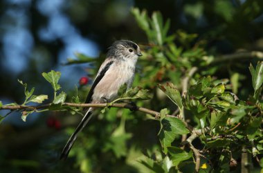A Long-tailed Tit, Aegithalos caudatus, perched on a branch of a Hawthorn Tree. It is hunting for insects to eat.