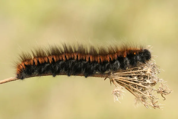 Eine Fuchsspinner Raupe Macrothylacia Rubi Kriecht Über Eine Pflanze Auf — Stockfoto