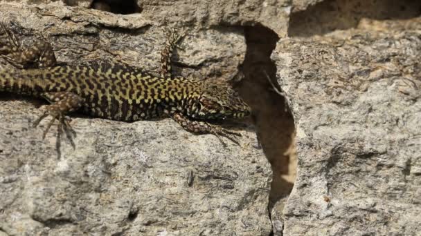 Beautiful Wall Lizard Podarcis Muralis Sunning Itself Stone Wall — Stock Video