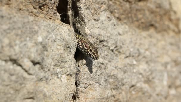 ซาร Podarcis Muralis โจมต วของม นออกจากผน นเพล ดเพล นไปก บแสงแดด — วีดีโอสต็อก