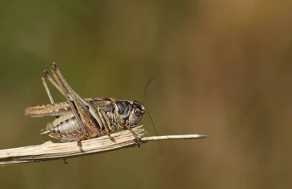 Macho Grey Bush Cricket Platycleis Albopunctata Descansando Sobre Una Ramita — Foto de Stock