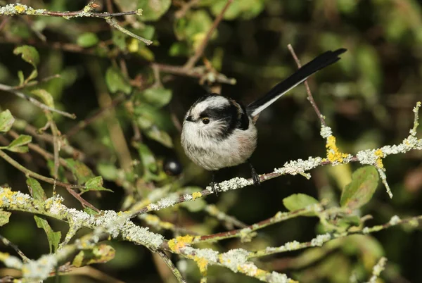 Long Tailed Tit Aegithalos Caudatus Perched Branch Tree Hunting Insects — 图库照片