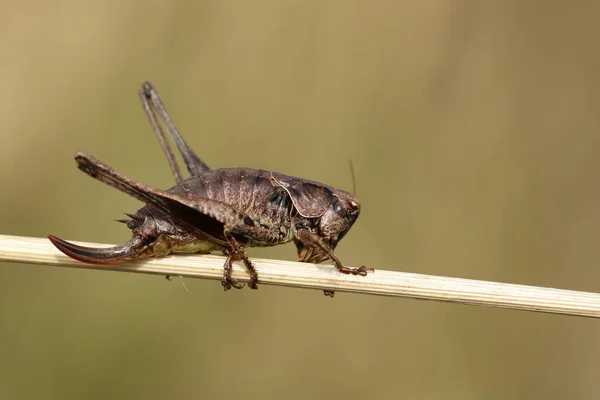 Grillo Bush Oscuro Pholidoptera Griseoaptera Descansando Sobre Tallo Planta Prado — Foto de Stock