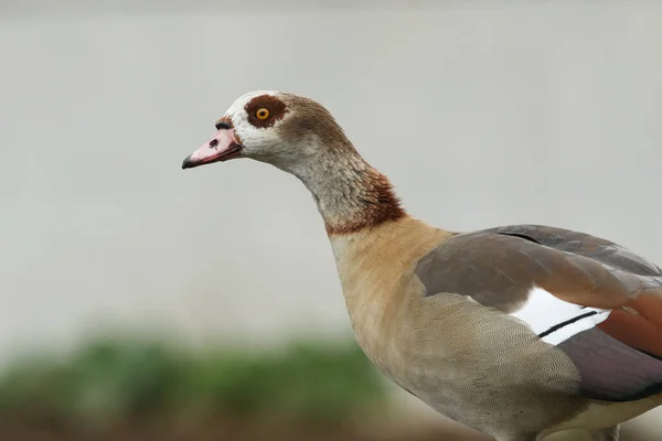 Head Shot Beautiful Egyptian Goose Alopochen Aegyptiaca — Stock Photo, Image
