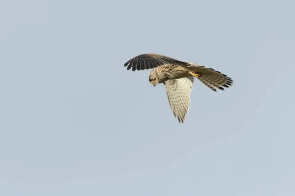 Hermoso Cernícalo Caza Falco Tinnunculus Flotando Cielo Azul Reino Unido — Foto de Stock