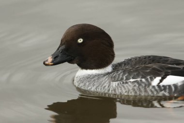 Dişi bir Goldeneye, Bucephala Clurla, Slimbridge sulak arazisindeki bir gölde yüzüyor..