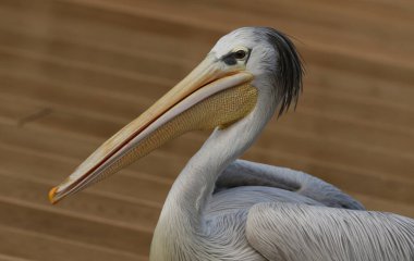 Slimbridge sulak arazisinde Pembe sırtlı bir Pelikan, Pelecanus rufescens, vahşi yaşam rezervi.