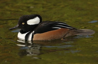 Bir drake Kapüşonlu Merganser, Lophodytes guguk kuşu, Slimbridge sulak arazisindeki bir gölde yüzüyor..