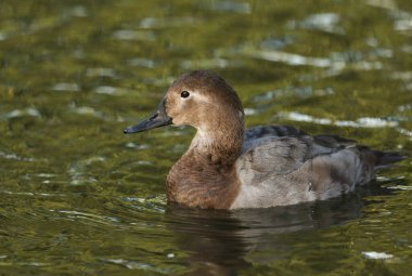 Dişi bir Canvasback Duck, Aythya valisineria, Slimbridge sulak arazisinde bir gölette yüzüyor..