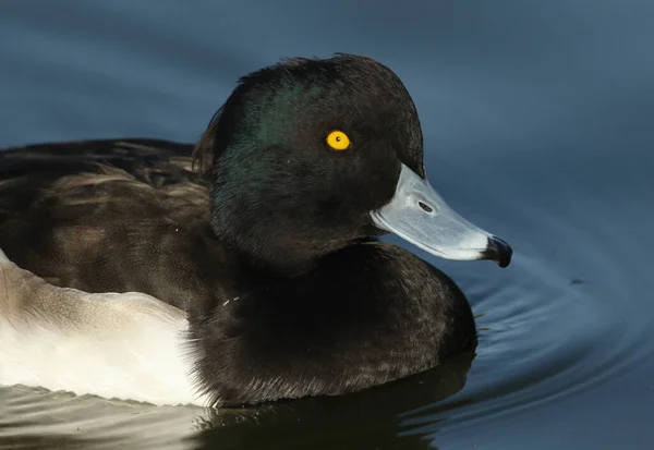 Una Bella Anatra Trapuntata Aythya Fuligula Nuotare Lago — Foto Stock