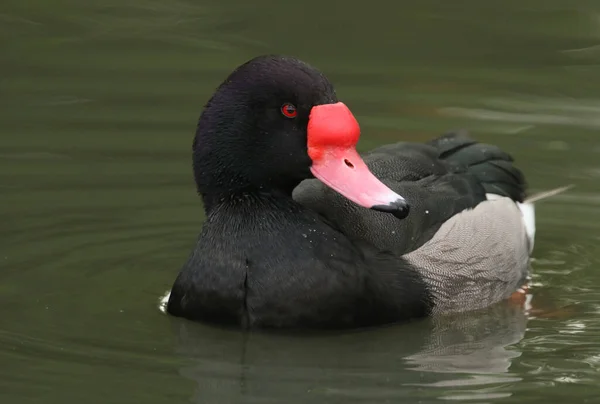 Belo Pochard Bico Rosado Netta Peposaca Nadando Uma Lagoa Reserva — Fotografia de Stock