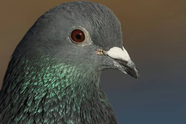 Een Hoofd Shot Van Een Feral Pigeon Columba Livia Wonend — Stockfoto