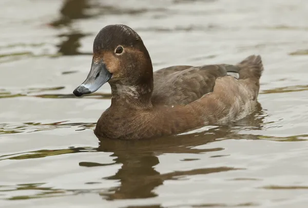 Uma Ruiva Fêmea Aythya Americana Nadando Uma Lagoa Reserva Vida — Fotografia de Stock