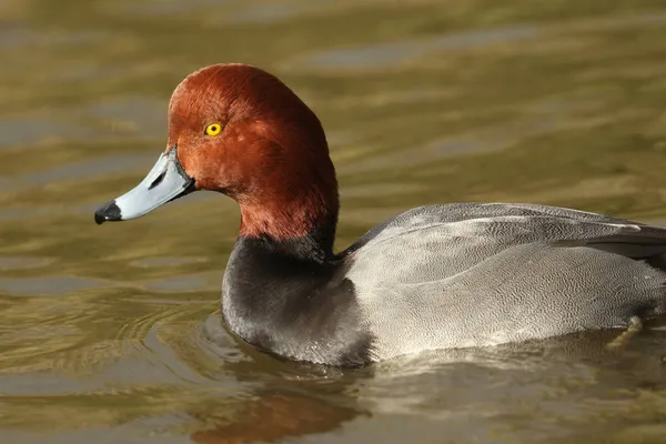 Rödhårig Hane Aythya Americana Simmar Damm Vid Slimbridge Våtmarksreservat — Stockfoto