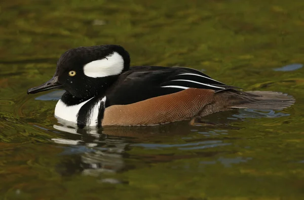 Drake Hooded Merganser Lophodytes Cucullatus Simmar Damm Vid Slimbridge Våtmarksreservat — Stockfoto