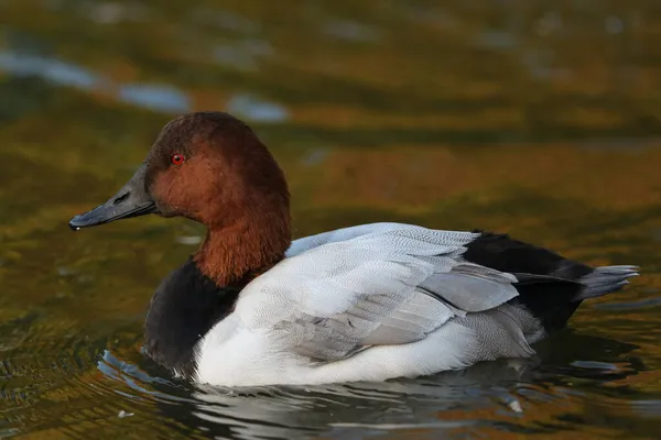 ドレークCanvasback Duck Aythya Valisineria スリムブリッジ湿地野生動物保護区の池で泳ぐ — ストック写真