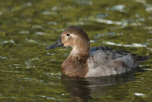 Dişi bir Canvasback Duck, Aythya valisineria, Slimbridge sulak arazisinde bir gölette yüzüyor..