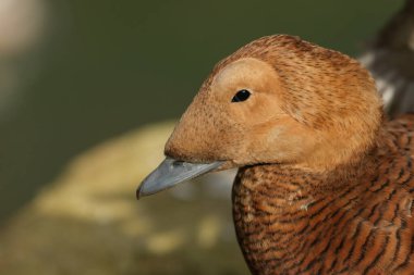 A female Spectacled Eider, Somateria fischeri, standing on the bank at the edge of water at Arundel wetland wildlife reserve. clipart