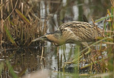 Nadir bir Bittern, Botaurus yıldızları, sazlıkta balık avlıyorlar..