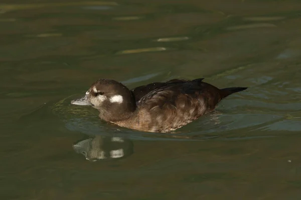 Eine Weibliche Harlekin Ente Histrionicus Histrionicus Schwimmt Auf Einem Teich — Stockfoto