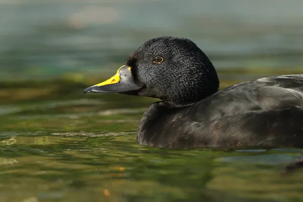 Ένα Αρσενικό Κοινό Scoter Melanitta Nigra Που Κολυμπά Μια Λίμνη — Φωτογραφία Αρχείου