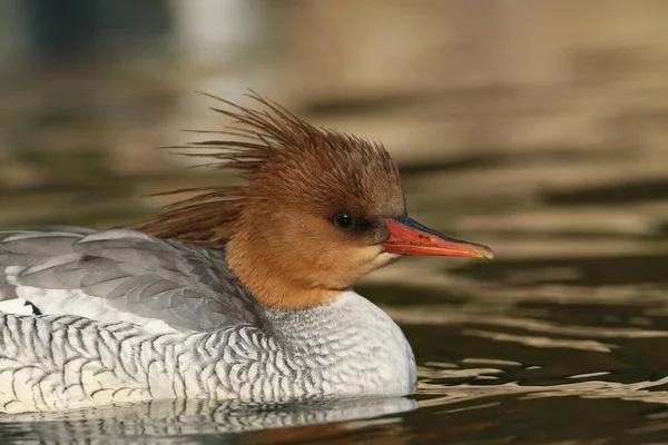 Dişi pullu Merganser, Mergus squamatus, Arundel sulak arazisindeki bir gölette yüzüyor..