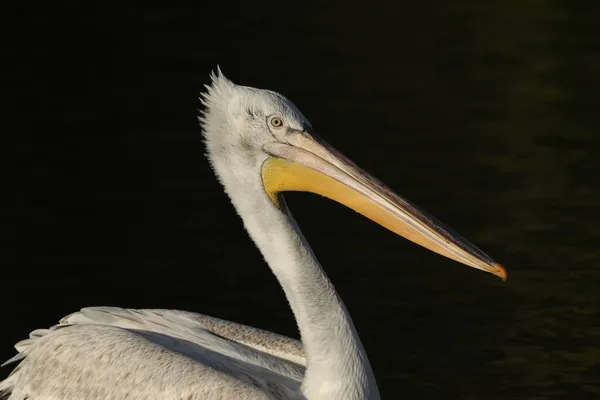 Pelicano Dálmata Pelecanus Crispus Nadando Lago Reserva Vida Selvagem Arundel — Fotografia de Stock