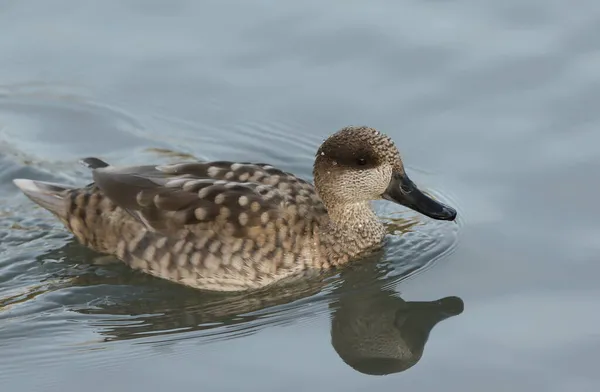 在Arundel湿地野生动物保护区的一个湖上 一只名为Marmaronetta Angustirostris的大理石鸭 又称大理石鸭 — 图库照片