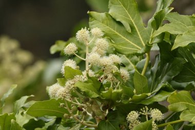 Büyük yapraklı bir kağıt fabrikası ya da Figleaf Palm bitkisi, Fatsia japonica, İngiltere 'de sonbaharda çiçek açar..